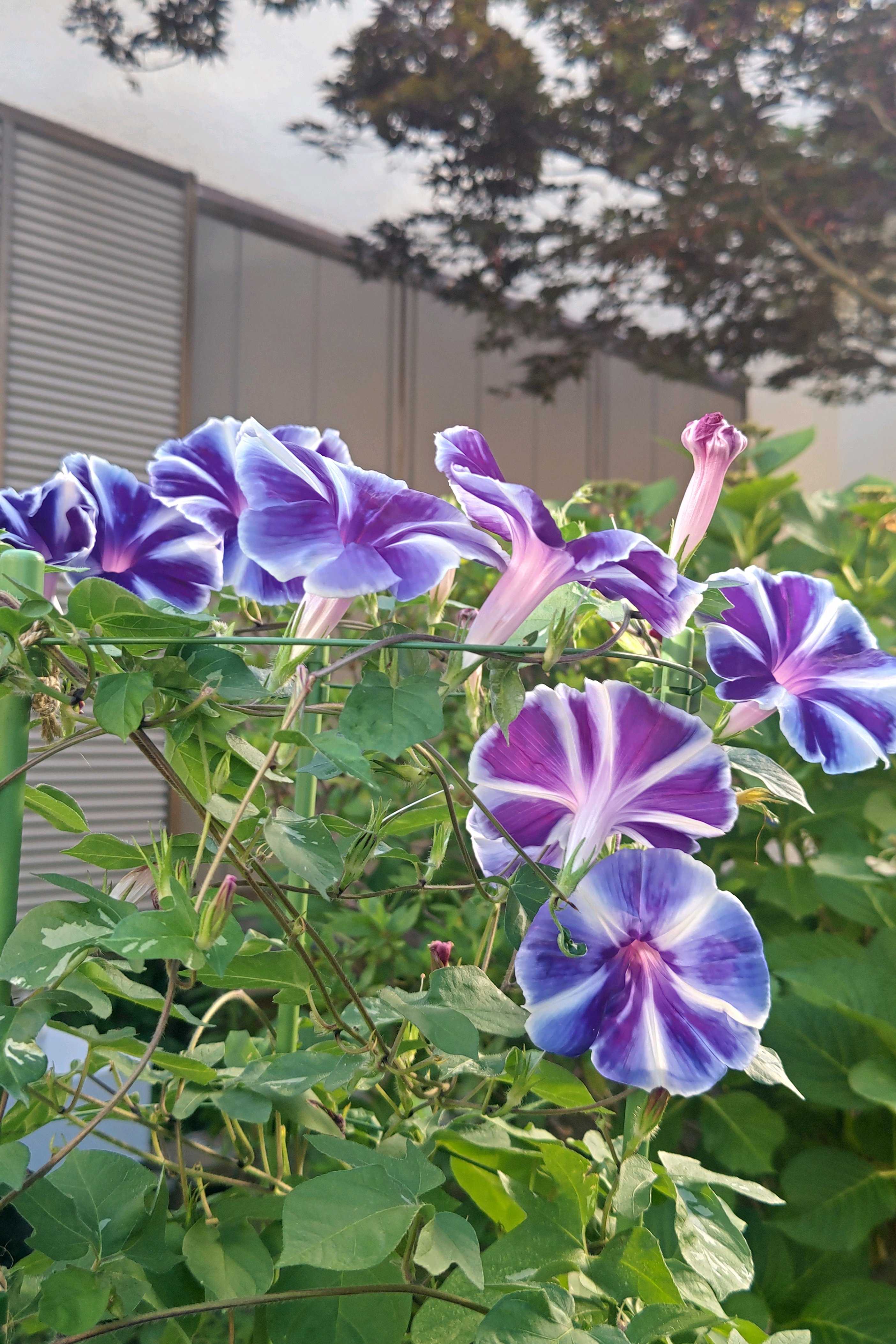 No.665 曜白朝顔富士の紫、開花記録①｜🍀GreenSnap（グリーン
