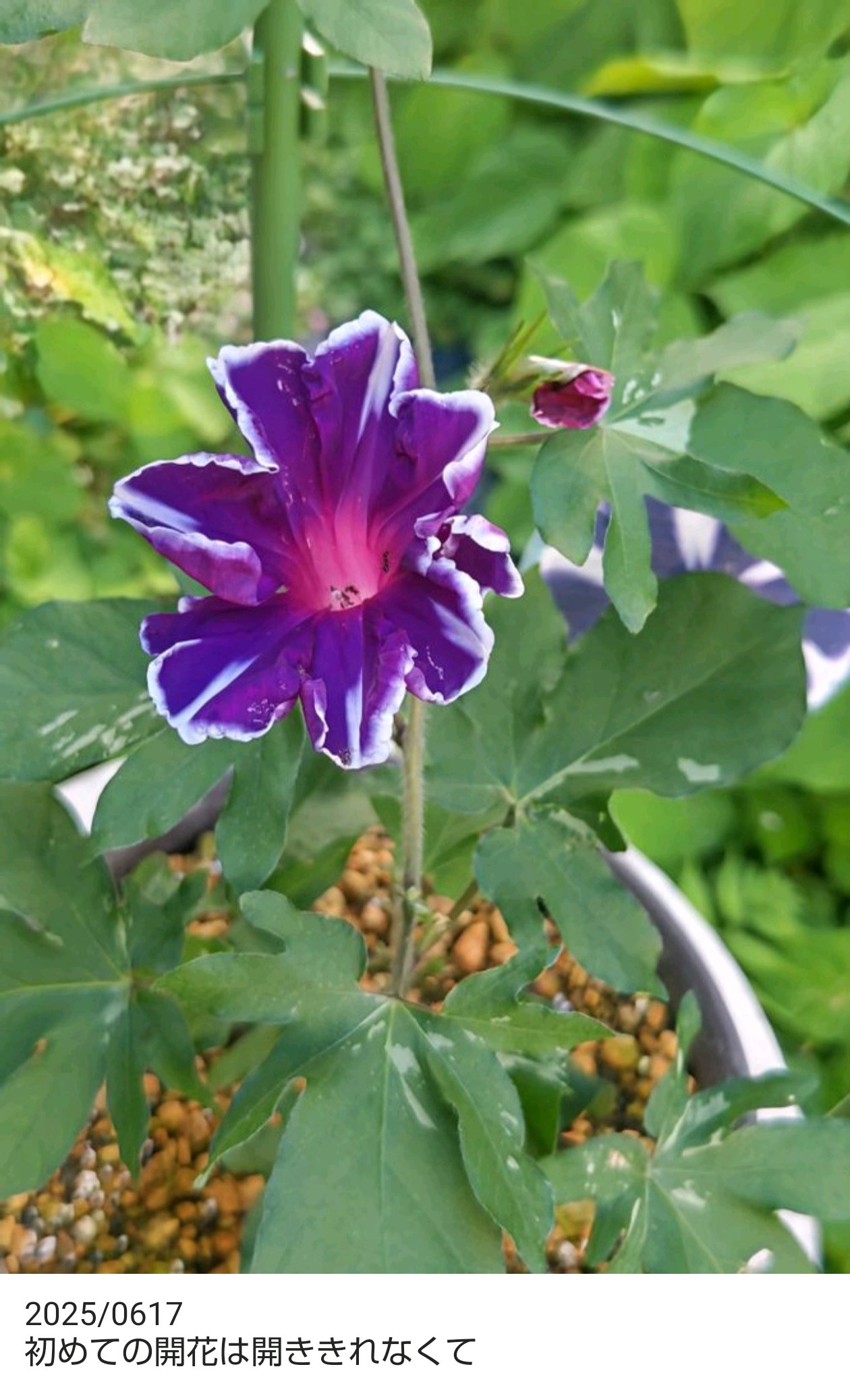 No.665 曜白朝顔富士の紫、開花記録①2025/0731｜🍀GreenSnap