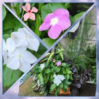 ニチニチソウ,ハーデンベルギア,ライスフラワー,ヒューケラ オブシディアン,車庫前の画像