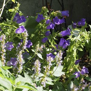 カンパニュラ,アガスターシェ,❀すず❀花壇の画像