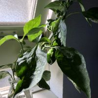 ピーマン,茎ブロッコリー,アロマ ティカス,ビギナー野菜,野菜成長記録の画像