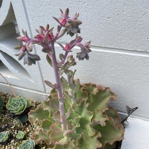 七福神,ギビフローラ,多肉植物,エケベリア属,緑のある暮らしの画像