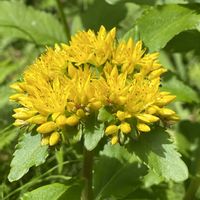 キリンソウ,山野草の画像