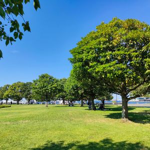 タブノキ,オオシマザクラ,赤レンガ倉庫✨,大きな木,横浜の画像