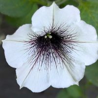 ペチュニア,夏のお花,癒しの植物,育てる楽しみ,可愛い模様の画像