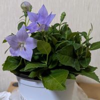 部屋,デスクの画像