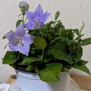 部屋,デスクの画像