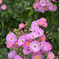 ジャーマンアイリス,モミジ,ミニバラ,ミニバラ,サラサウツギの画像