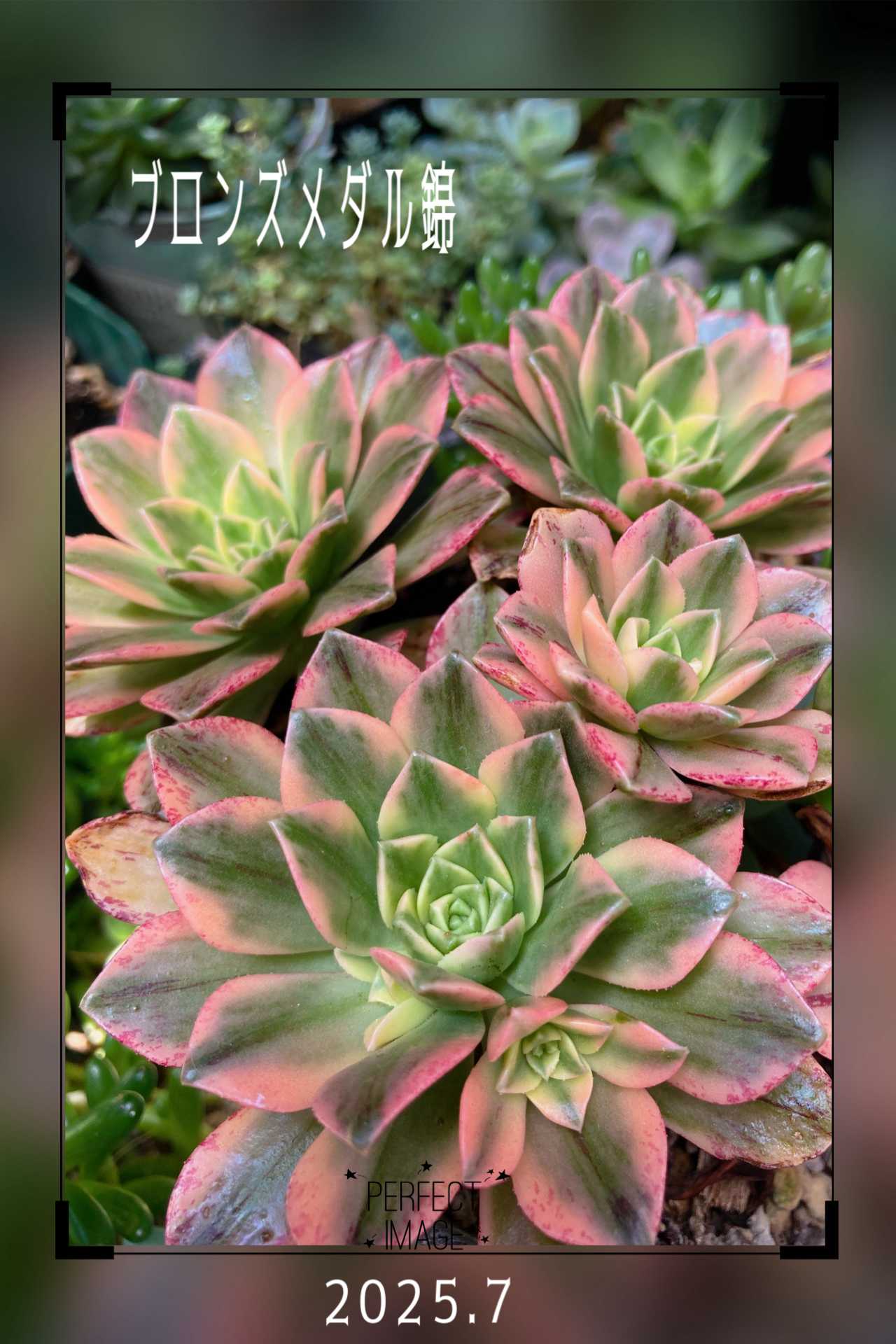 96#多肉植物アエオニウム錦❤️ブロンズメダル錦❤️50-60大頭27cm 拔き苗 アエオニウム ブロンズメダル錦 群生 – G・LABO