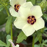 バニラ,ギンセンカ,ギンセンカ,ニャンニャン祭り,ヒビスカス・トリオナムの画像