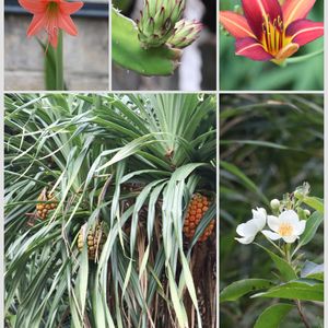 アマリリス,アダンの実,アダンの実,イジュ,ドラゴンフルーツの蕾の画像