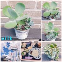 グリーンネックレス,デザートローズ,若緑,レッドベリー,唐印の画像