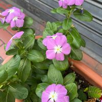 ニチニチソウの画像