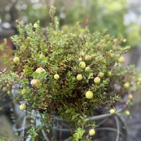 クランベリー,クランベリー(ツルコケモモ),鉢植え,ガーデニング,おひとり様の画像