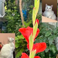 グラジオラス,グラジオラス,グラジオラス（白）,グラジオラス　赤,ご近所の画像