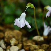 イワウチワ,岩団扇(イワウチワ),イワウチワ（岩団扇）,咲くやこの花館,真っ白の画像