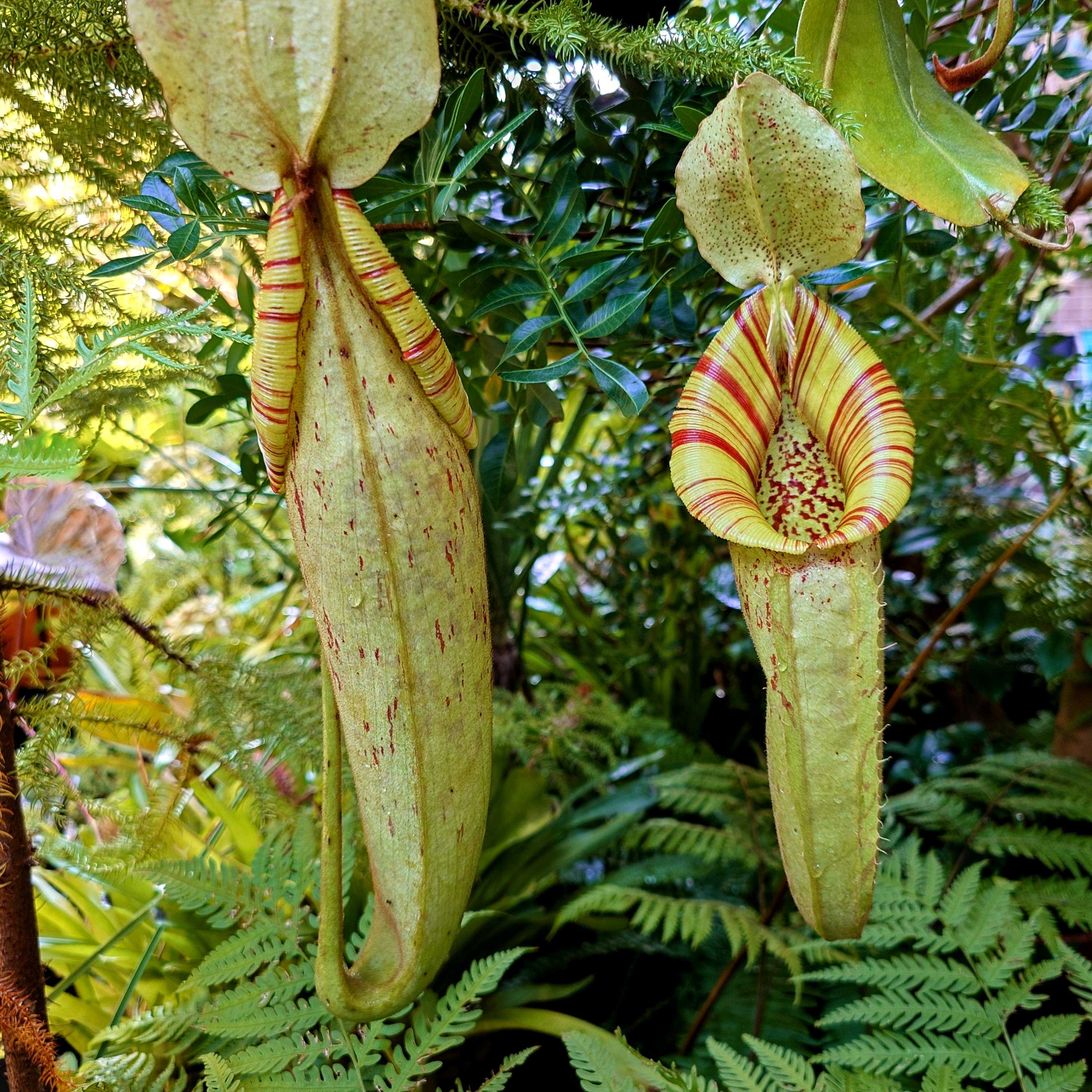 N.reinwadtiana AW 4号【食虫植物 ネペンテス】HIPS 13-05460