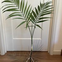 テーブルヤシ,オーニソガラム コーダツム,多肉植物,観葉植物,多肉寄せ植えの画像