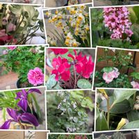 カキツバタ,サカキ,サボテン,サボテン,スイセンの画像