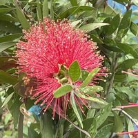 ブラシの木,花壇,ガーデニング,山野草,樹木の画像