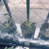 大根,大根,野菜 水耕栽培,おおきくなあれ,プランター野菜栽培の画像