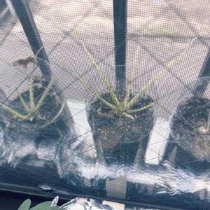 大根,大根,野菜 水耕栽培,おおきくなあれ,プランター野菜栽培の画像