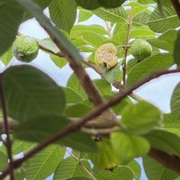 グァバ,バンジロウ,沖縄,おうち園芸,ぎり実生の画像