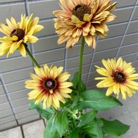 ルドベキア,トウガラシ ブラックパール,観賞用トウガラシ,五色唐辛子,トゥルーブルームの画像