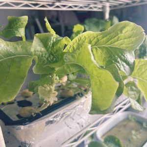 ベビーリーフ,サラダ菜,サラダ菜,サラダ菜,種からの画像