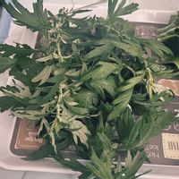 ヨモギ,ヨモギ,ヨモギ,野菜 水耕栽培,室内栽培の画像