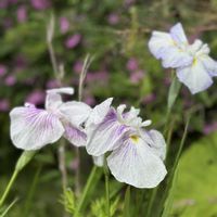 シャクナゲ,ニワフジ,ニワフジ,ニワフジ,ハナショウブの画像