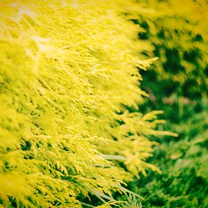 フィリフェラオーレア,オウゴンヒヨクヒバの画像