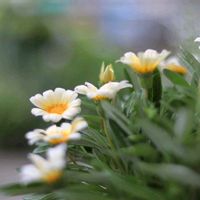 ガザニア,宿根草,ガザニア カナリアスマイル,ガザニアビースト,ガザニアビースト カナリアスマイルの画像