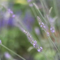 ラベンダー,ラベンダーグロッソ,ハーブ,鉢植え,花木の画像