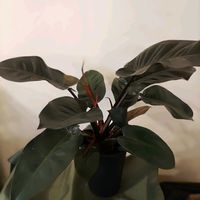 フィロデンドロン,フィロデンドロン・ブラックカーディナル,観葉植物,熱帯植物,botanical lifeの画像
