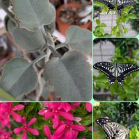 ニチニチソウ,仙女の舞,アゲハチョウ,キアゲハ♡,多肉植物の画像