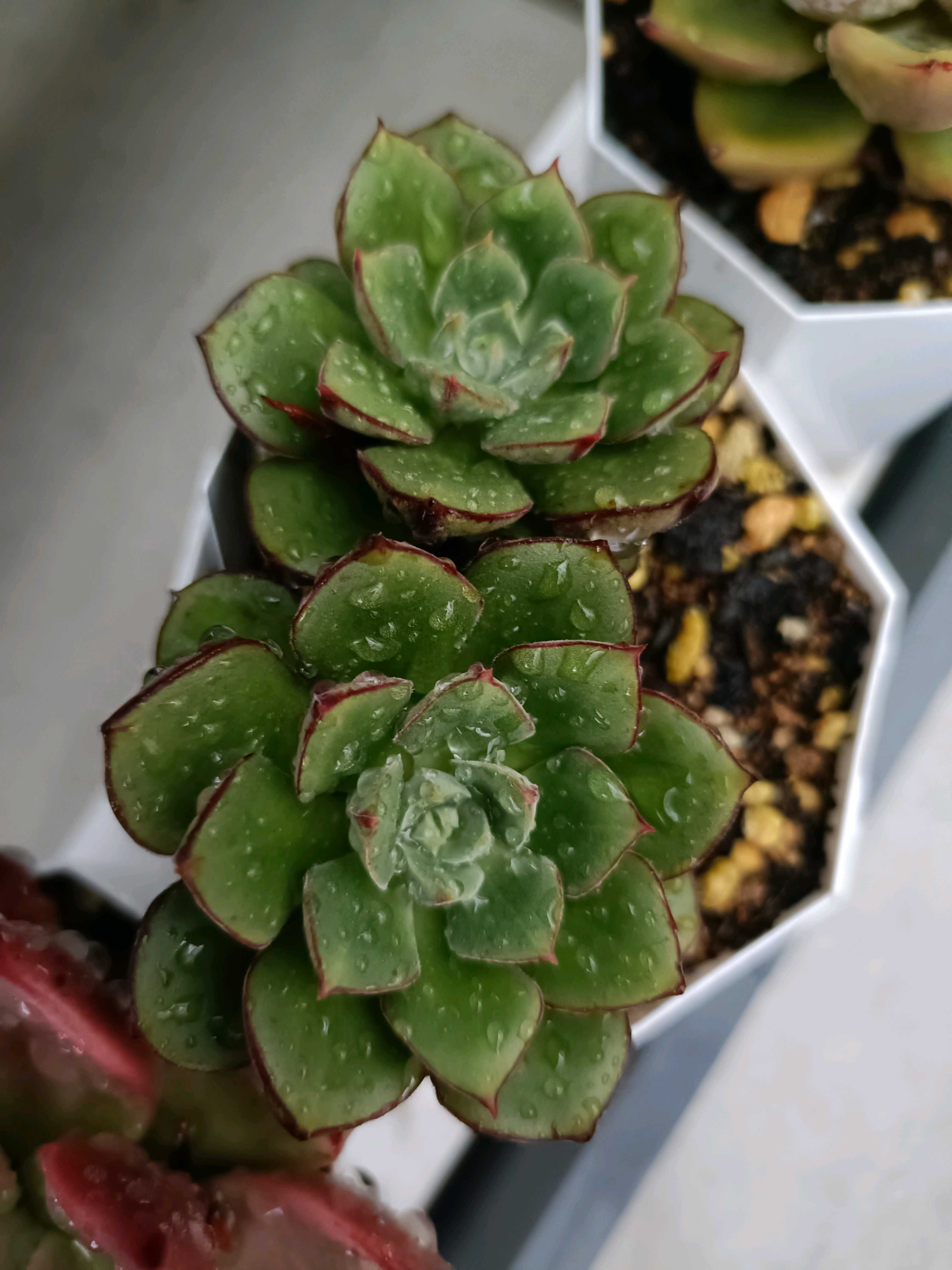 ジョアンダニエルの一覧｜🍀GreenSnap（グリーンスナップ）