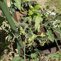 ミニトマト ぺぺ,ミニトマト ぺぺ,家庭菜園初心者,庭の画像