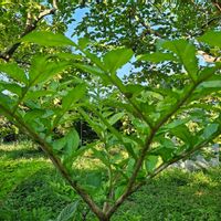 コンニャクの画像