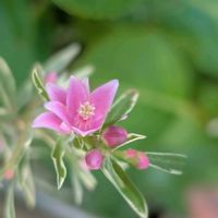 サザンクロス,お花,ピンクの花,ピンクのお花,斑いりの画像