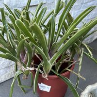 タンク ブロメリア,観葉植物,ブロメリア,初心者,アナナスの画像