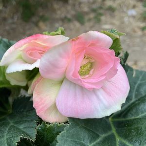 フォーチュンベゴニア,フォーチュンベゴニア,球根ベゴニア　フォーチュン,球根ベゴニア,冬越し成功の画像