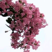 アジサイ,サルスベリ,ダリア,フウセンカズラ,飛行機雲♡の画像