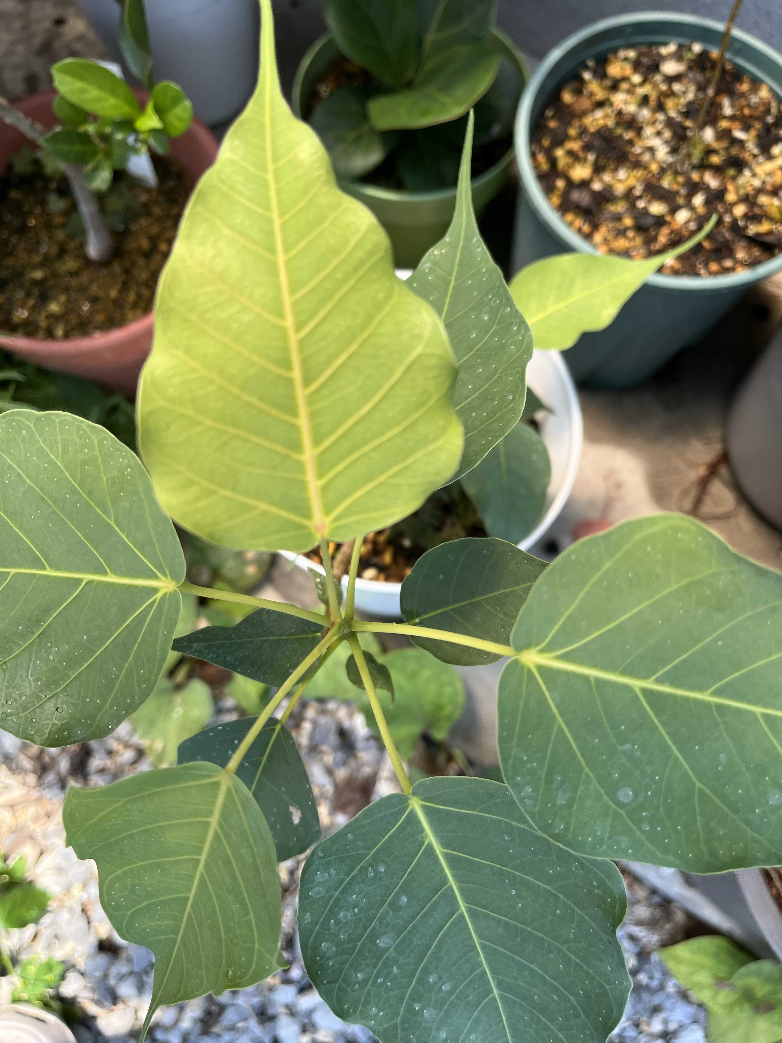 インドボダイジュの育て方｜日当たりや水やりの加減は？｜🍀GreenSnap