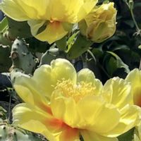 クジャクサボテン,クジャクサボテン,ウチワサボテン,サボテンの花,スマホ撮影の画像