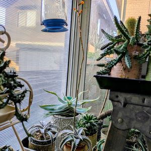 ディッキア．,ディッキアの花,多肉植物,リメ缶,多肉棚の画像