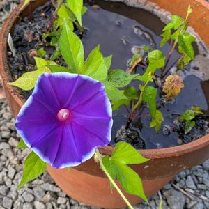 オニユリ,カサブランカ,芙蓉,桔梗咲き朝顔,香りのバラ　エマの画像