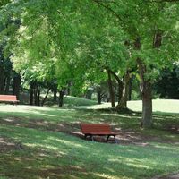 アジサイ,ハス,ノムラモミジ,花のある暮らし,緑のある暮らしの画像