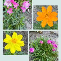 アルメリア,キュウリ,ペンステモン,キバナコスモス,家の庭の花たちの画像