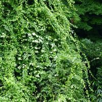 マタタビ,落葉つる性木本,広島市安佐北区の画像